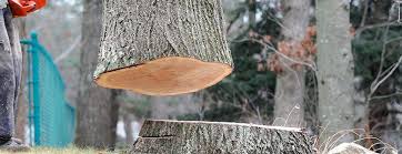Best Tree Cabling and Bracing  in Hewitt, NJ