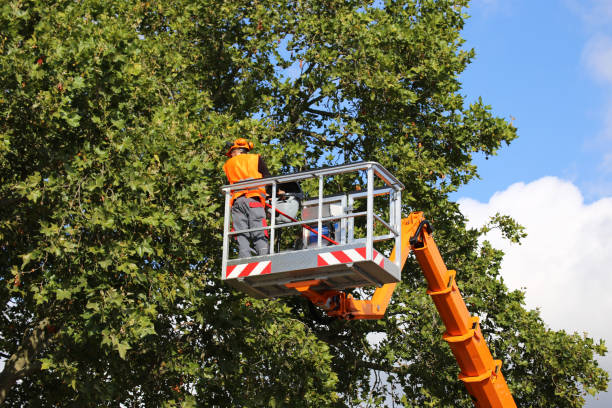 Best Tree and Shrub Care  in Hewitt, NJ