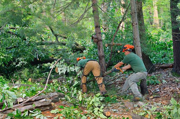 How Our Tree Care Process Works  in  Hewitt, NJ