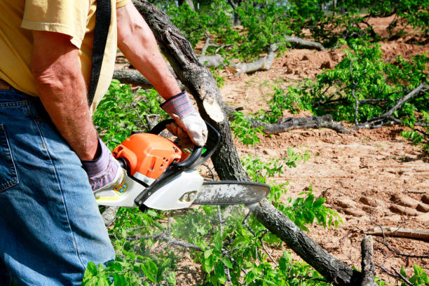 Best Pest Control for Lawns  in Hewitt, NJ